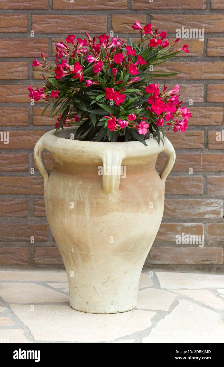 oleander flowers in a clay amphora Stock Photo