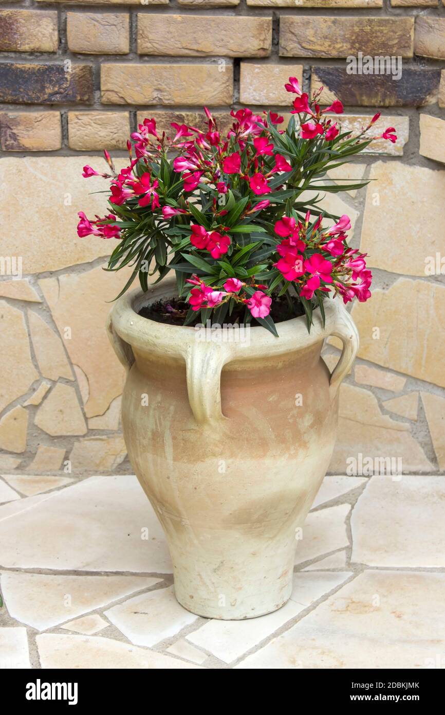 oleander flowers in a clay amphora Stock Photo
