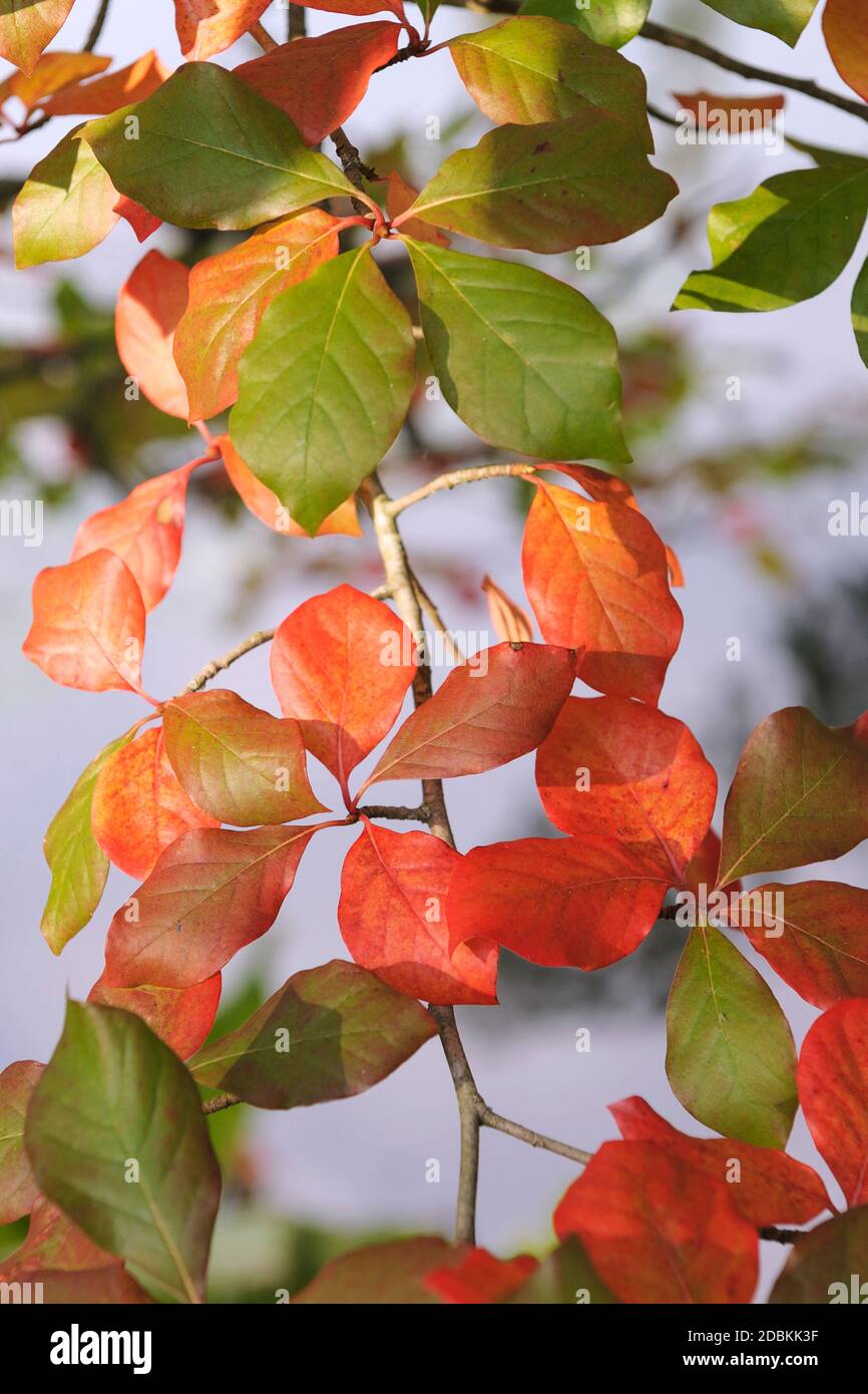Chinesischer Tupelobaum (Nyssa sylvatica) Stock Photo
