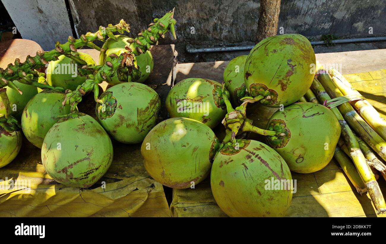Large green coconuts cut from a tree lie on the ground. Stock Photo