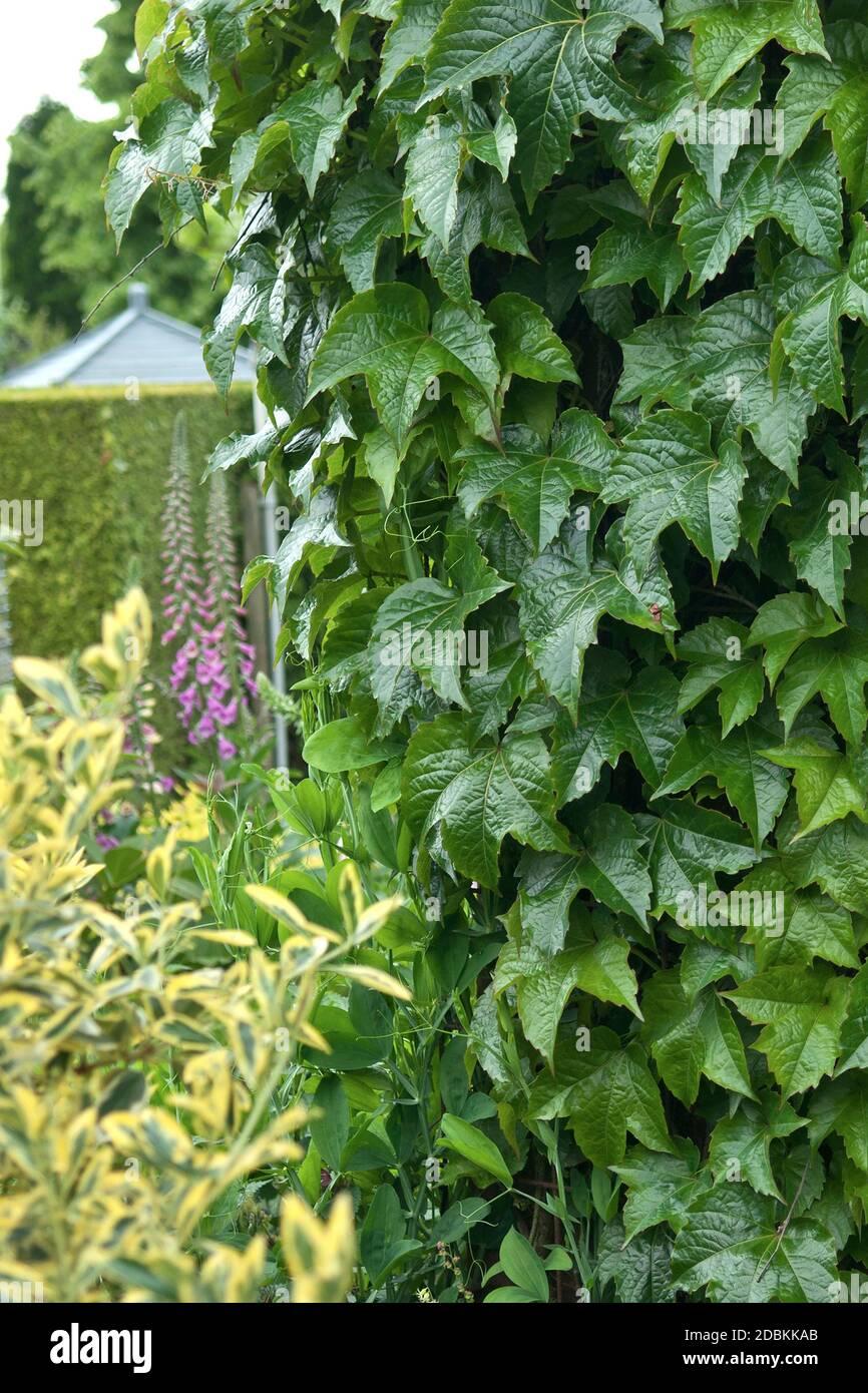 Jungfernrebe (Parthenocissus tricuspidata 'Green Spring') Stock Photo