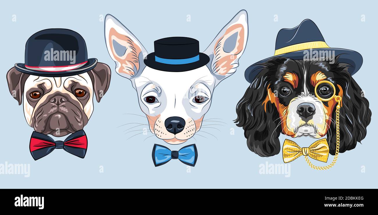 Set of hipster dogs in hats and bow ties. King Charles Spaniel with gold monocle, Chihuahua and