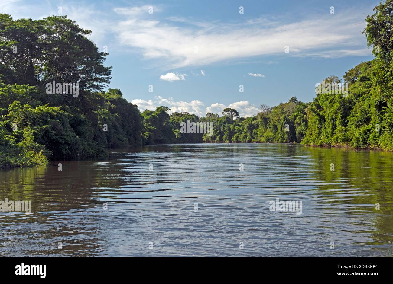 Tropical Trees and the Tele Pires Tropical Rainforest River near Alta ...