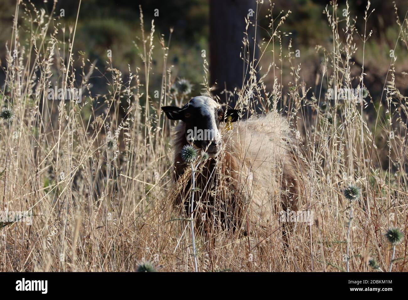 goat in the grass Stock Photo