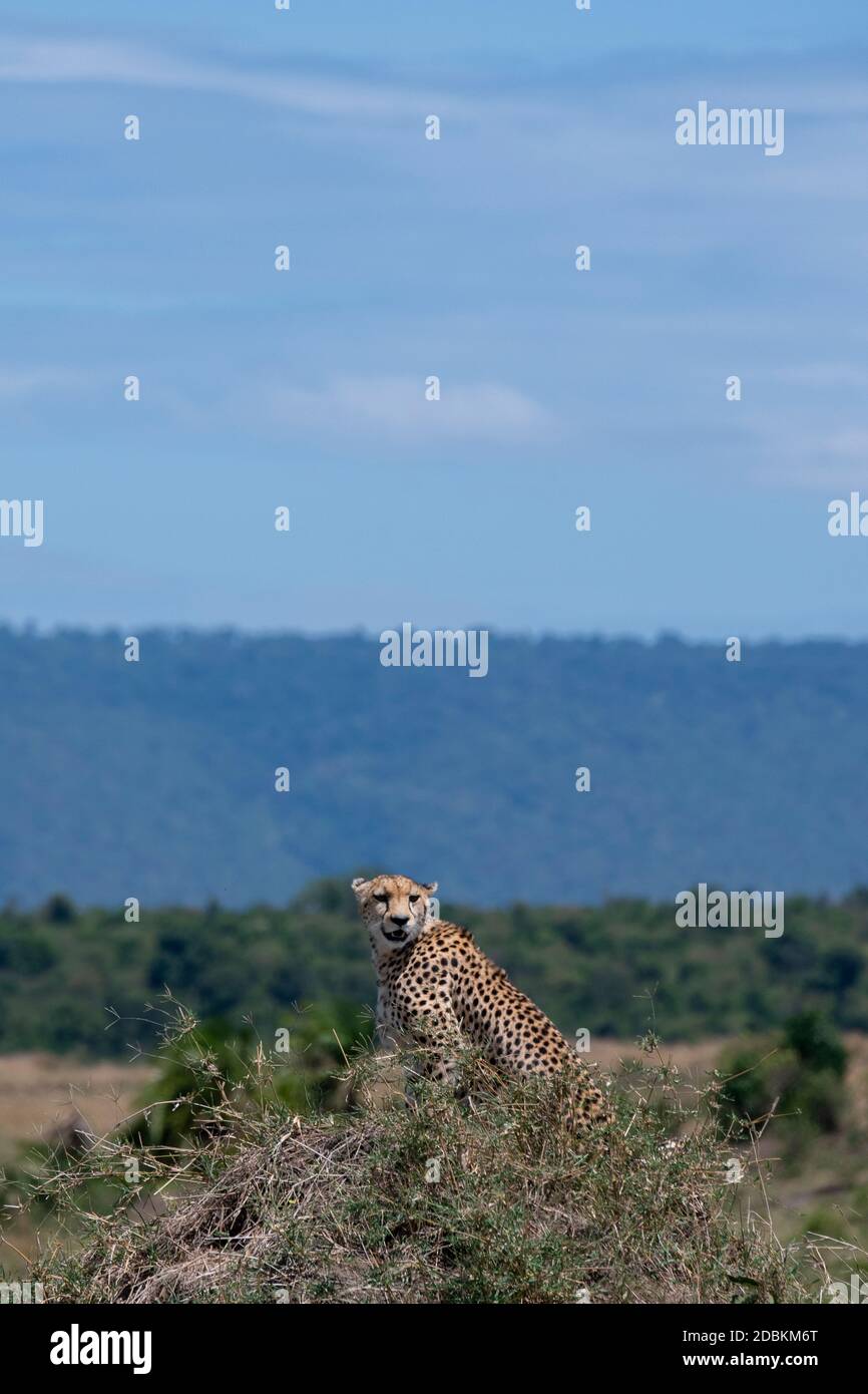 Africa, Tanzania, Serengeti Plains. Lone cheetah in grassland habitat (WILD: Acinonyx jubatus) endangered species. Stock Photo