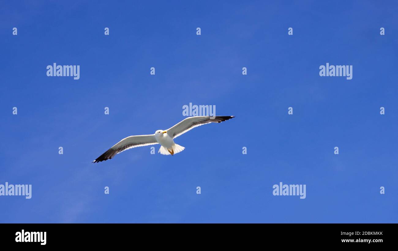 Fliegende Möwe bei Sonnenschein von unten an blauem Himmel Stock Photo