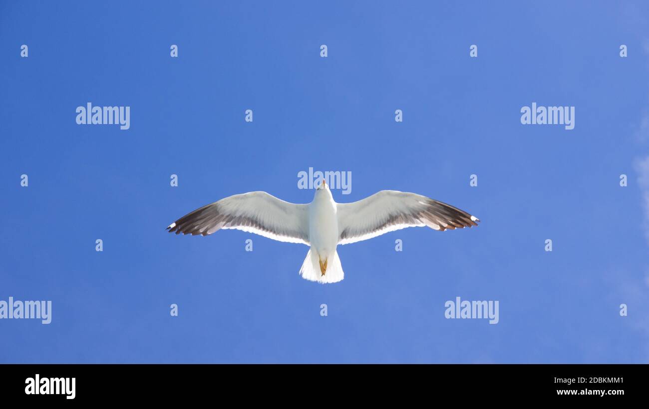 Fliegende Möwe bei Sonnenschein von unten an blauem Himmel Stock Photo