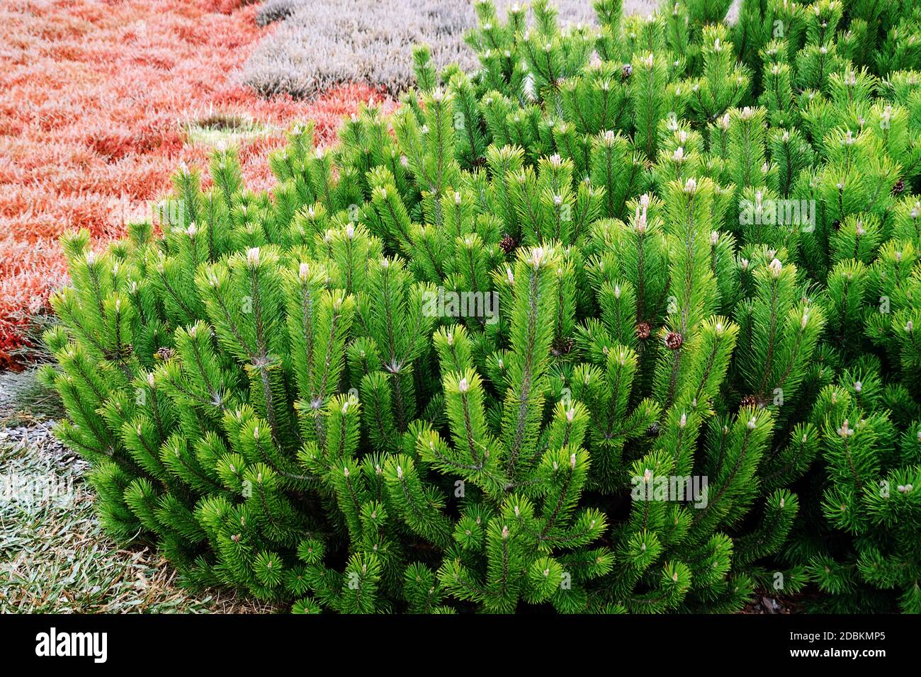 Krummholz-Kiefer (Pinus mugo subsp. mugo), Sommerheide (Calluna vulgaris) Stock Photo