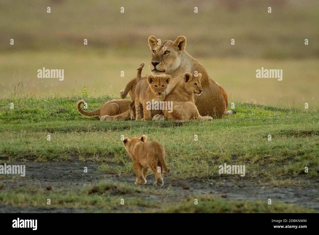 Cub walks towards others lying with lioness Stock Photo