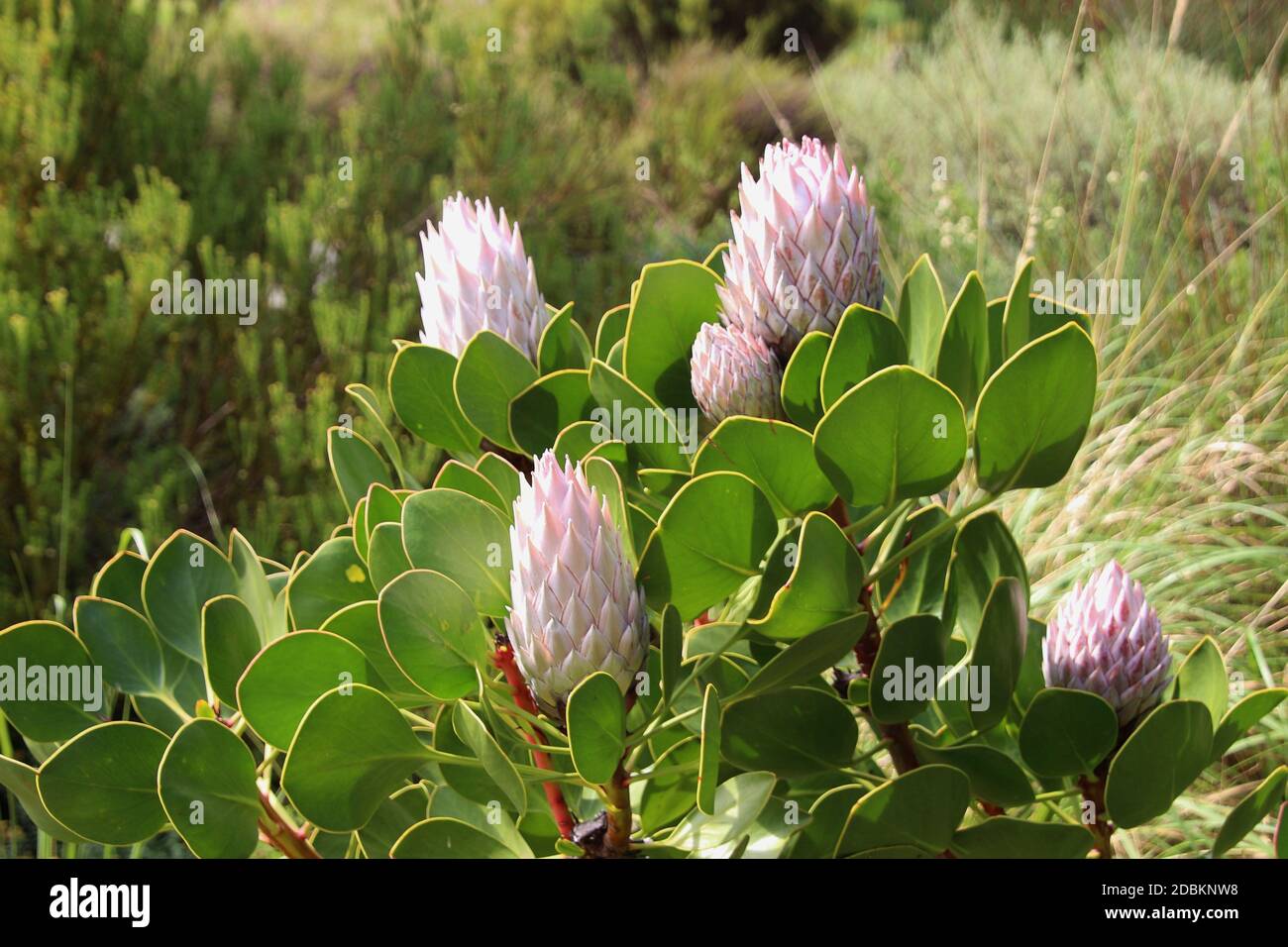 Beautiful blossoms of a Tree Artichoke, the National Flower of South