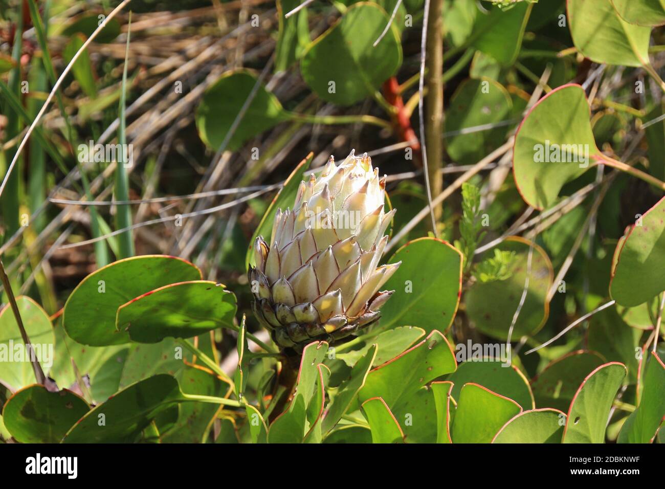 Beautiful blossoms of a Tree Artichoke, the National Flower of South