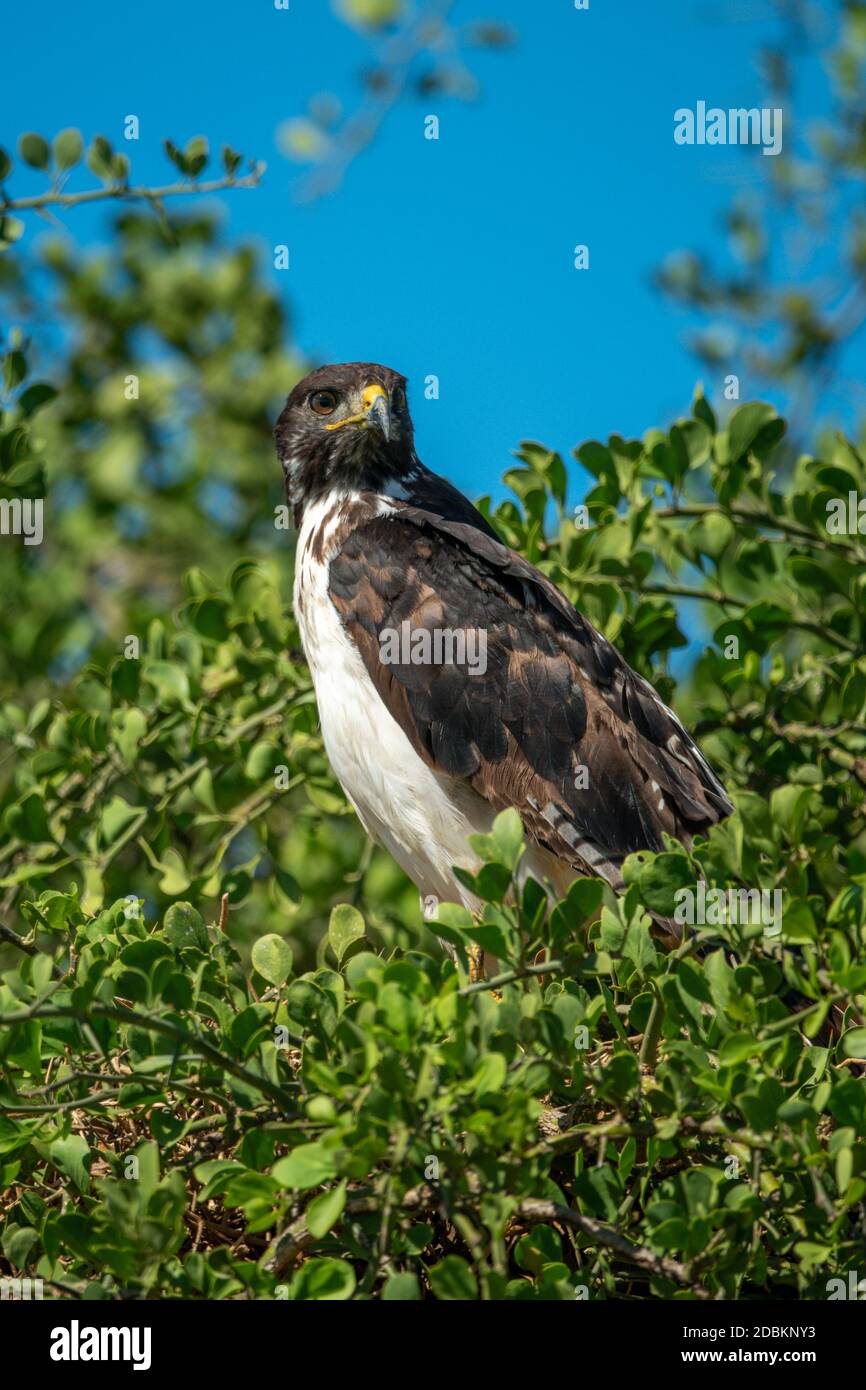 Immature augur buzzard eyeing camera from bush Stock Photo
