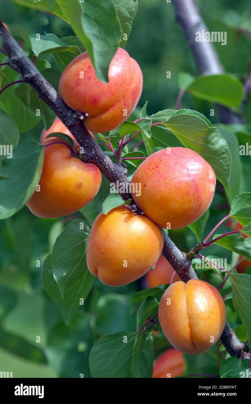 Aprikosen (Prunus armeniaca 'Harlayne') Stock Photo