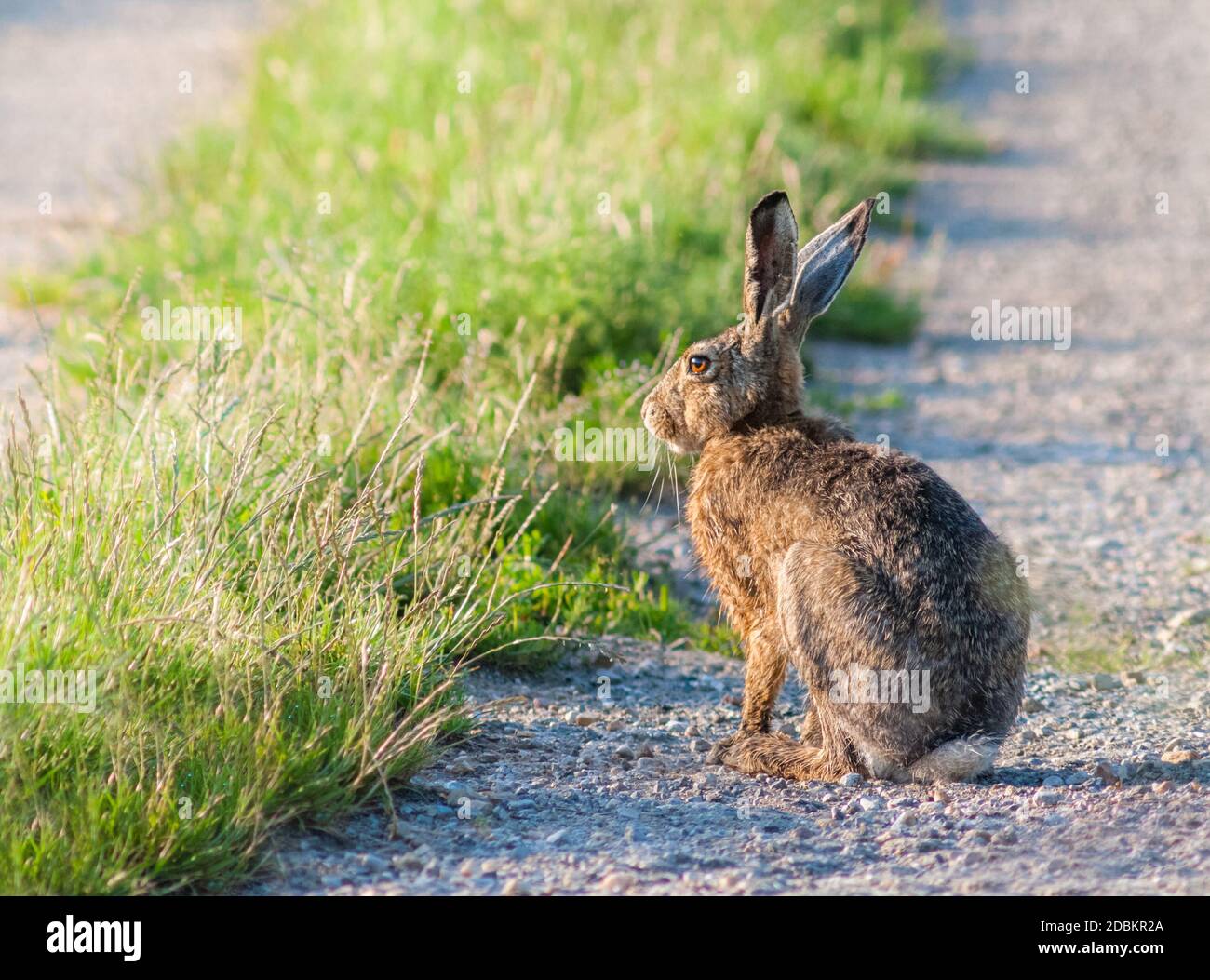 Rabbit hare sitting on a dirt road in the morning light Stock Photo - Alamy