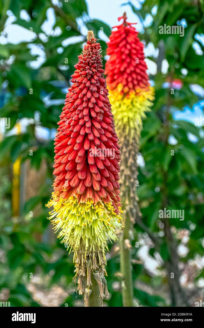 Kniphofia hirsuta also called tritoma, red hot poker, torch lily, knofflers, traffic lights or poker plant Stock Photo