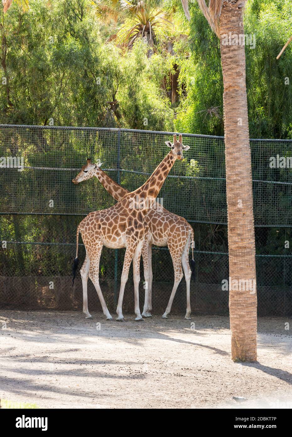Giraffes eating high tree hi-res stock photography and images - Alamy