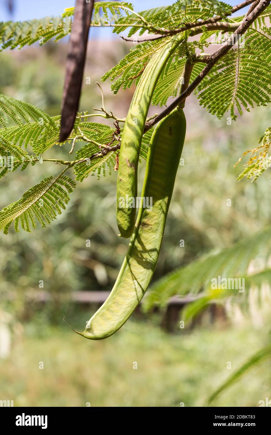 Mimosa pods ripening on mimosa tree Stock Photo Alamy