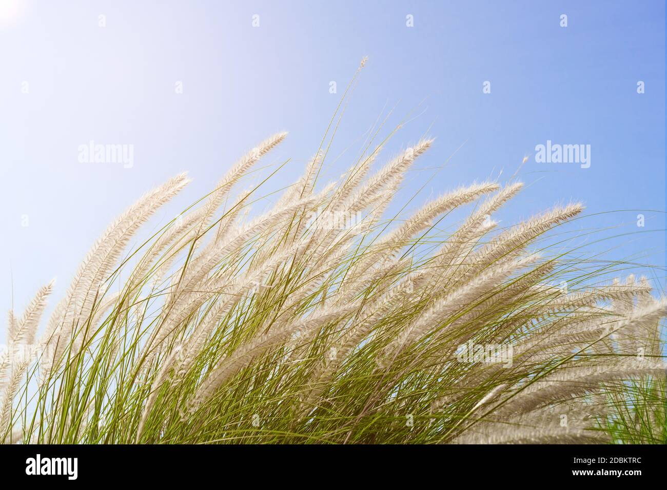 Fourtain grass or Imperata cylindrica Beauv of Feather grass in nature agent blue sky Stock Photo
