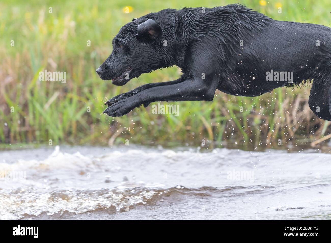 Action shot of a wet black Labrador jumping into the water Stock Photo