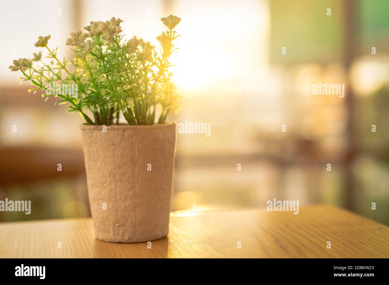Fake white flowers with green leaves in recycled paper pot on brown wooden table in coffee cafe in the morning with sunshine. Plastic flower in pot. H Stock Photo