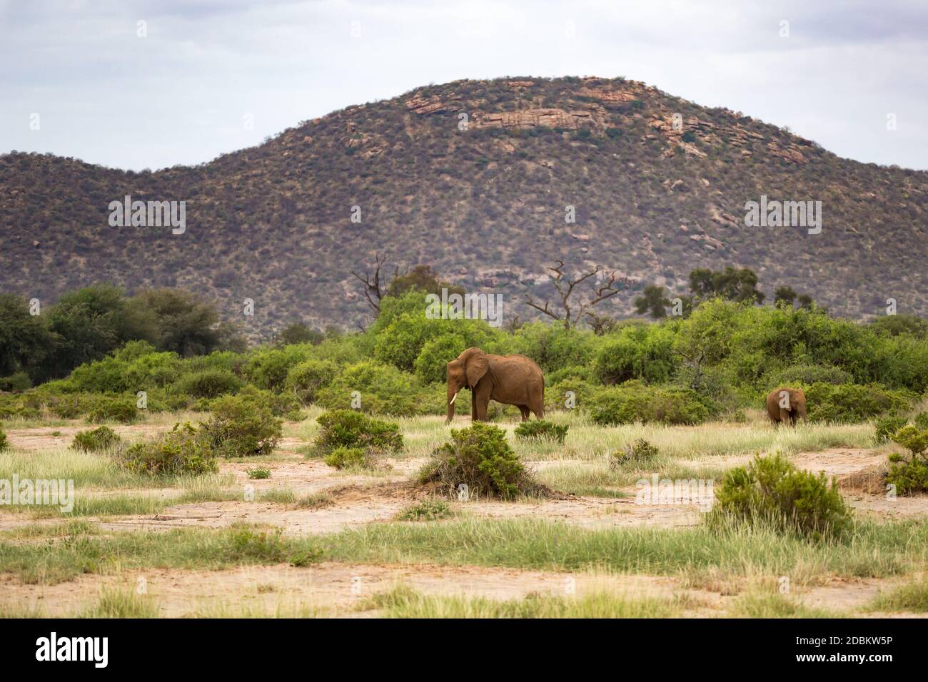Some red elephants walking between the bush in front of a hill Stock Photo