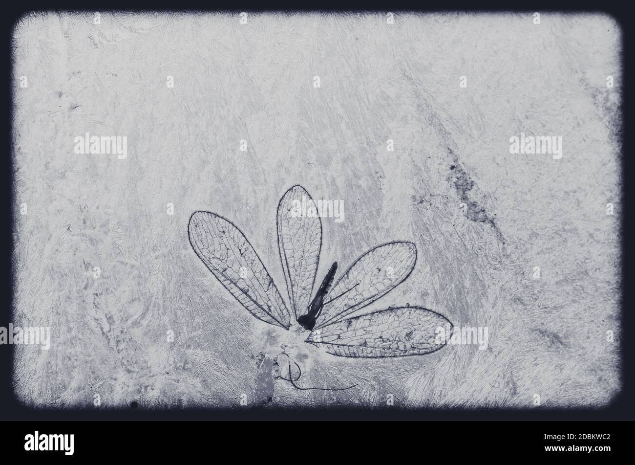 magic white blue winter background with frozen effect Stock Photo