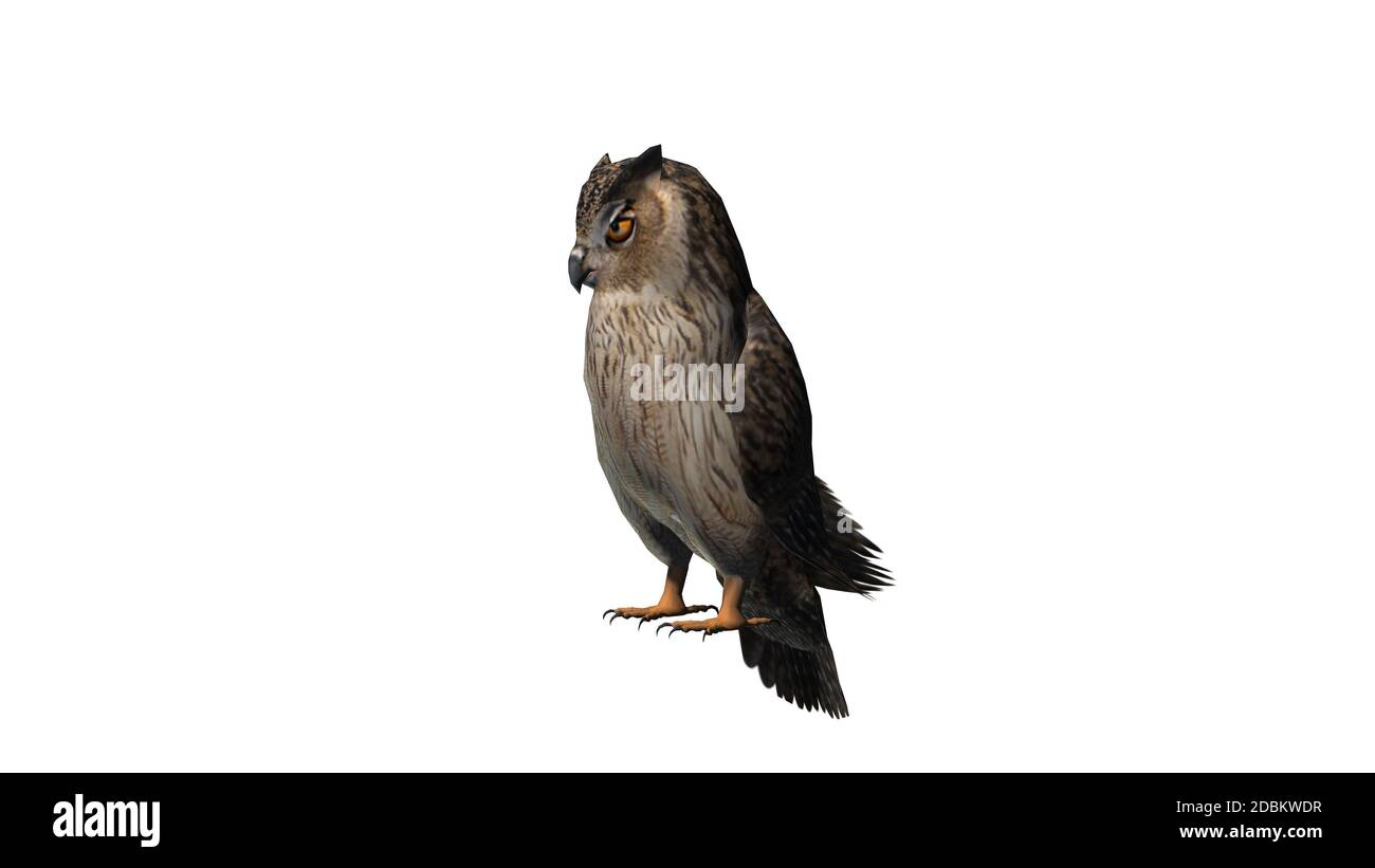 Owl - isolated on white background Stock Photo - Alamy