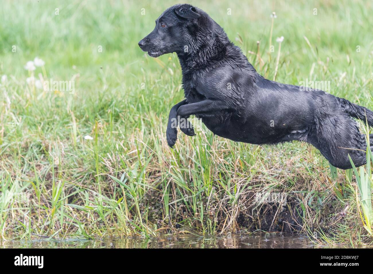 Action shot of a wet black Labrador jumping into the water Stock Photo