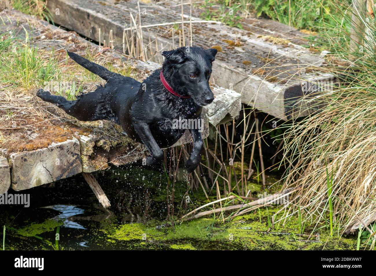 Action shot of a wet black Labrador jumping into the water Stock Photo