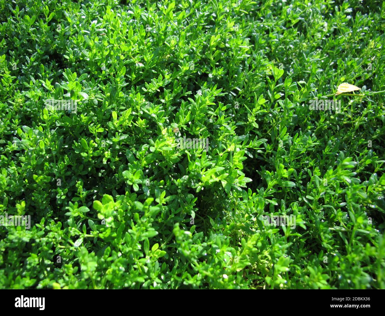 Smooth rupturewort, Herniaria glabra, a groundcover in the garden Stock Photo
