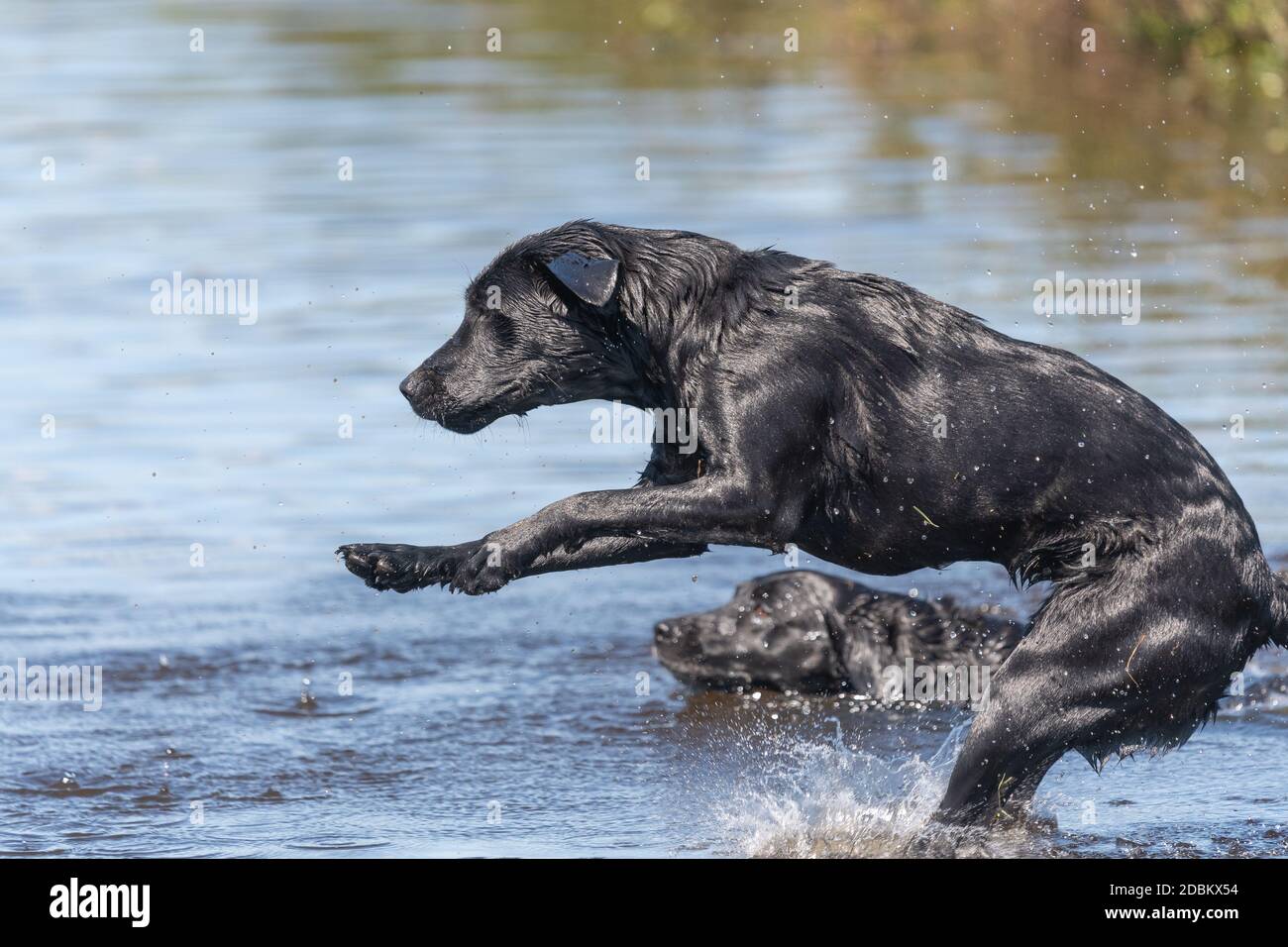 Black Labrador Jumping Into Water High Resolution Stock Photography and