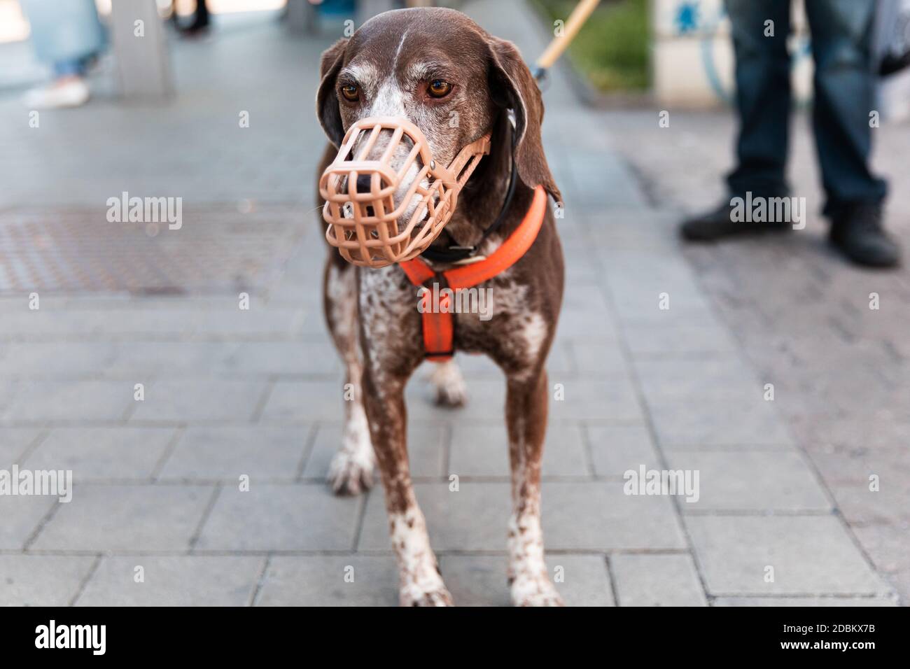 German Shorthaired Pointer dog in a muzzle and on a leash stands on the street near the owner