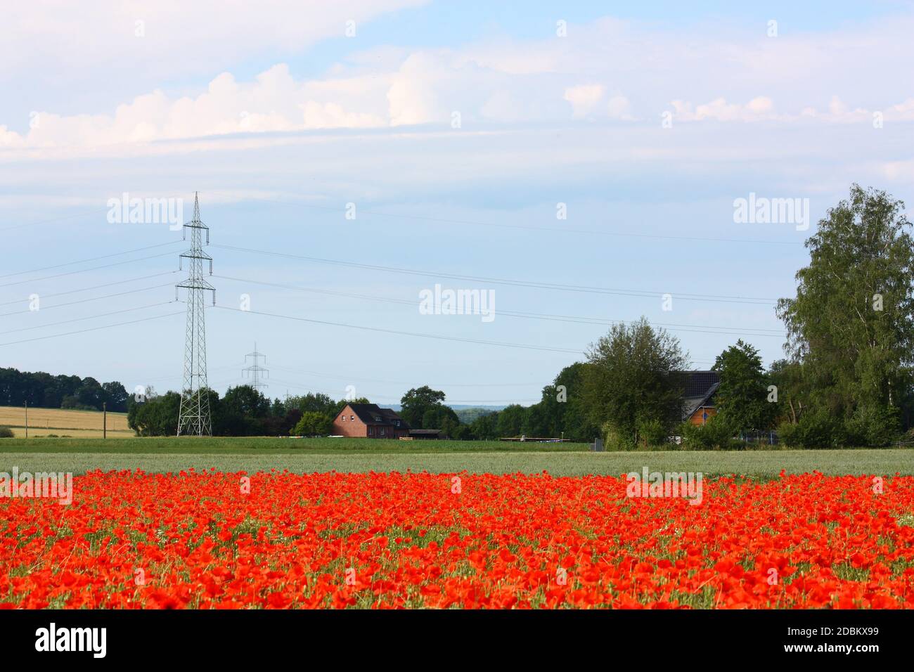 Landscape with field, farm, poppies and blue sky Stock Photo