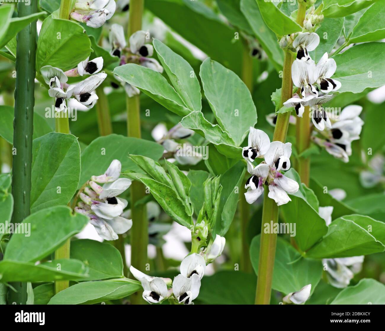 Broad bean plants 'Witkiem Manita' in flower in early summer in English domestic garden Stock Photo