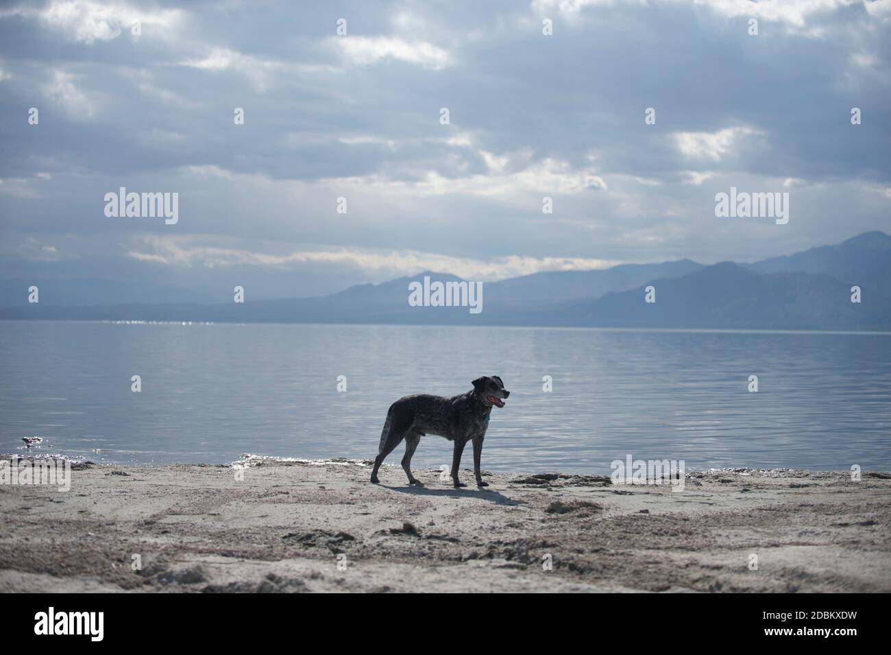 Australian Shepard standing on lakeshore, California, USA Stock Photo