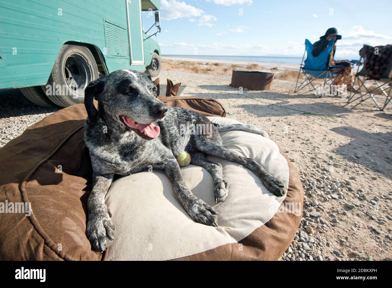 Dog relaxing on pet bed, California, USA Stock Photo