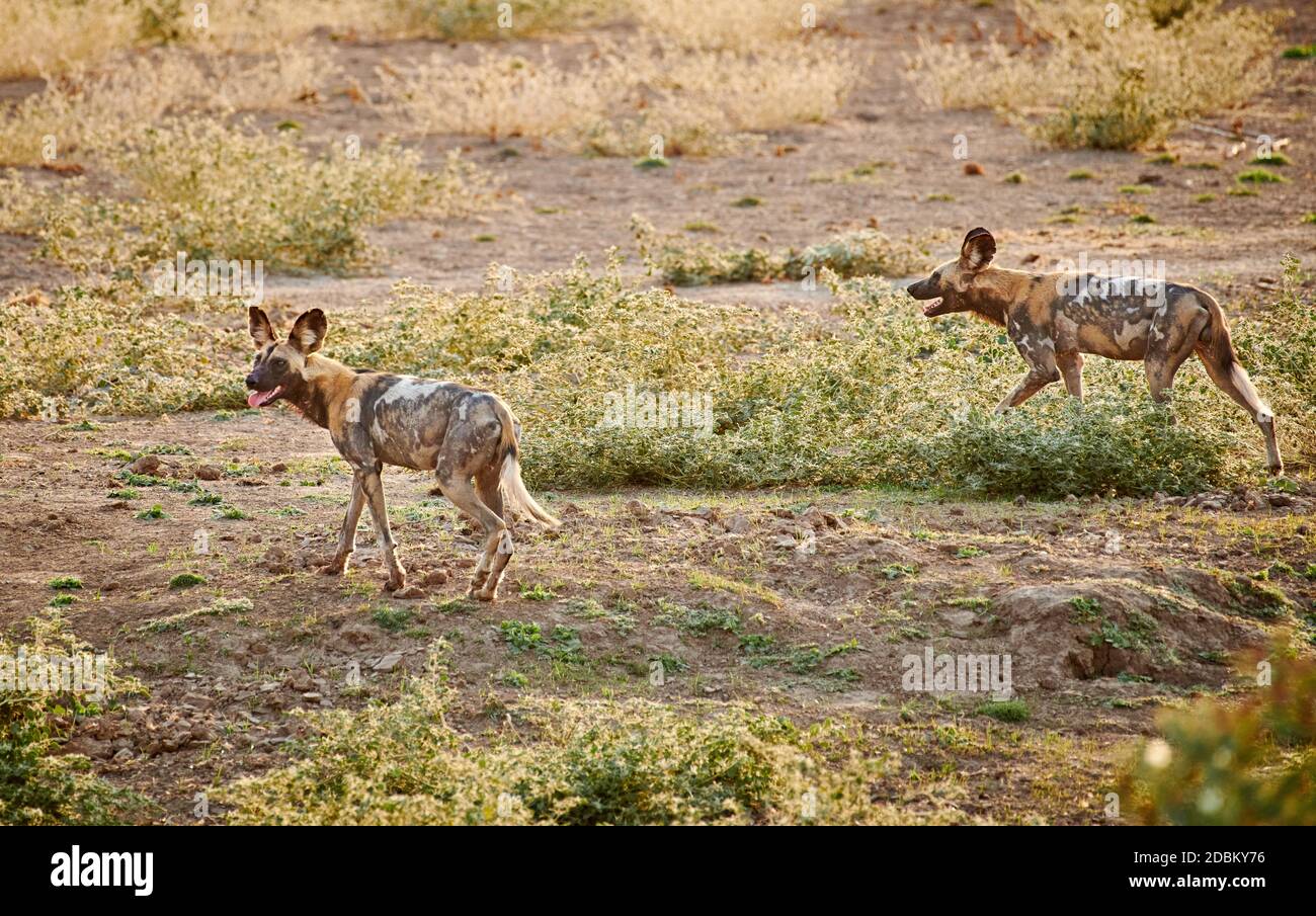 hunting pack of African wild dog (Lycaon pictus) or painted dog, South Luangwa National Park, Mfuwe, Zambia, Africa Stock Photo