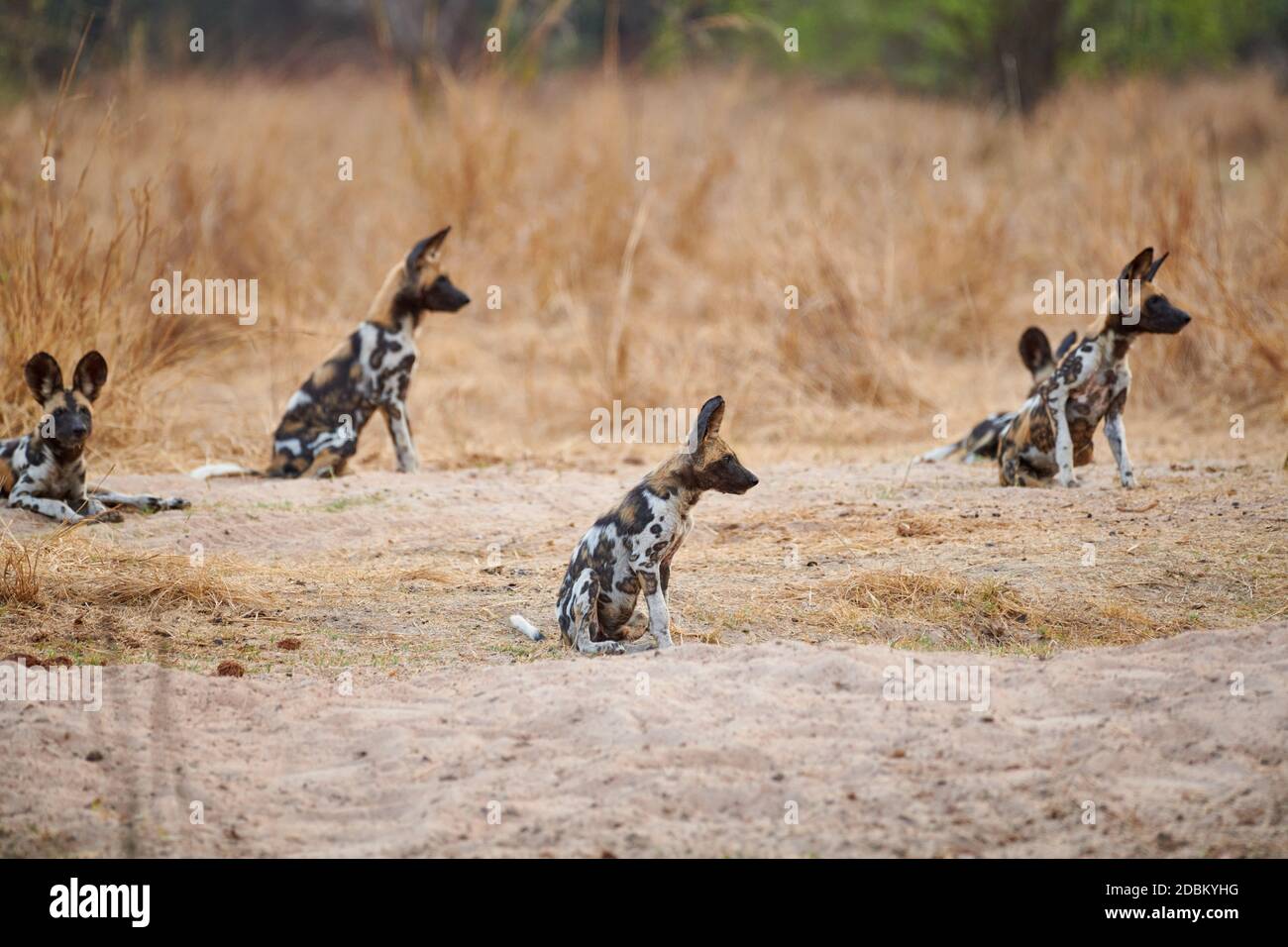 pack of African wild dog (Lycaon pictus) or painted dog, South Luangwa National Park, Mfuwe, Zambia, Africa Stock Photo