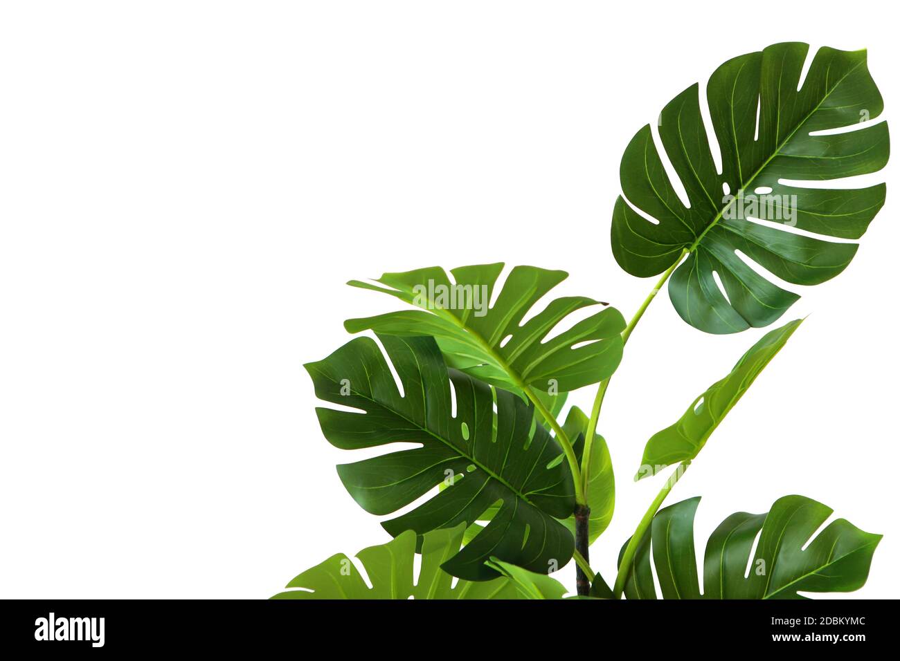Branches and leaves of monstera on a white background. An isolated object.  Copy space Stock Photo - Alamy