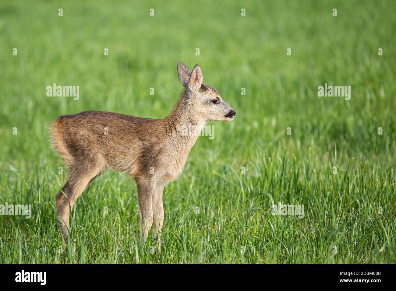 Roe deer fawns and spring hi-res stock photography and images - Alamy