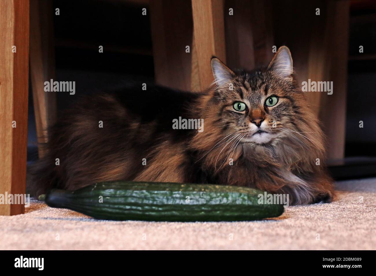 A Norwegian Forest Cat next to a cucumber. Cats are not always afraid of cucumbers Stock Photo