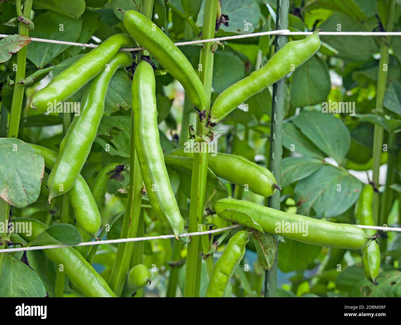 Crop of ready to harvest broad beans pods 'Witkiem Manita' growing in English domestic garden Stock Photo