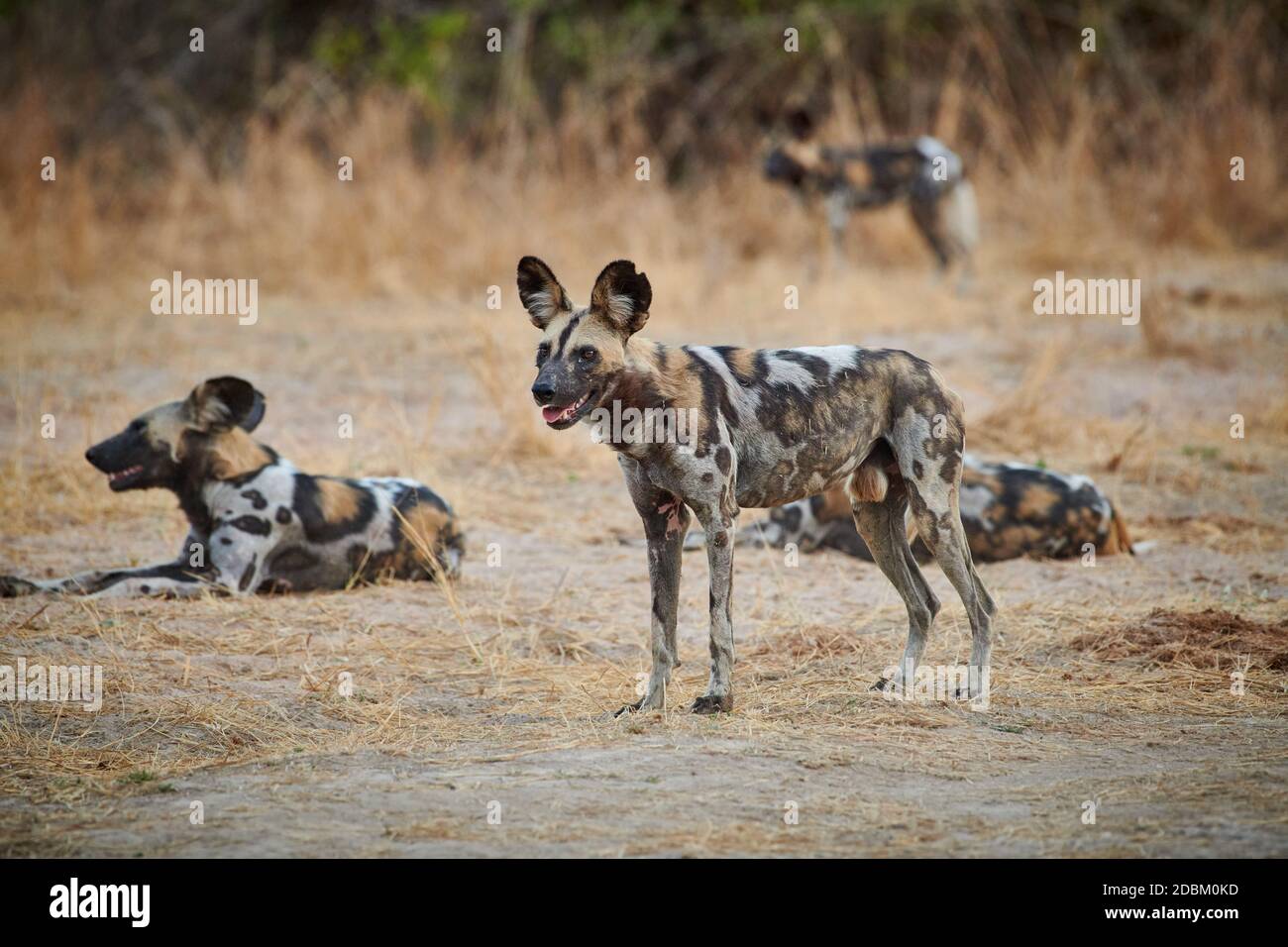 pack of African wild dog (Lycaon pictus) or painted dog, South Luangwa National Park, Mfuwe, Zambia, Africa Stock Photo