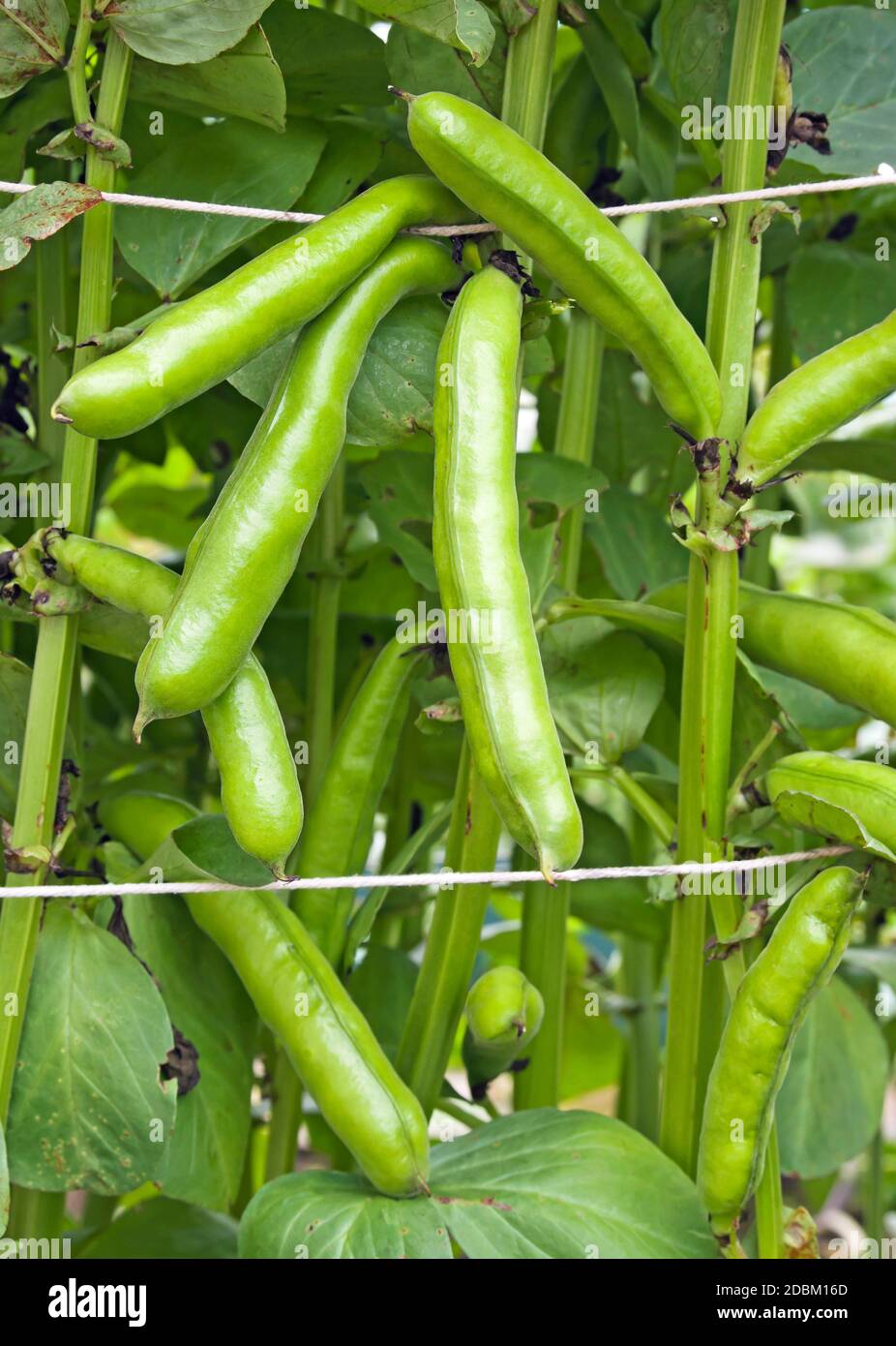 Crop of ready to harvest broad beans pods 'Witkiem Manita' growing in English domestic garden Stock Photo