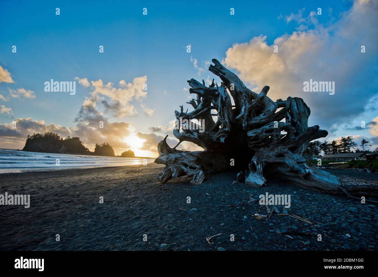 Driftwood lying on coastal beach, Washington, USA Stock Photo Alamy