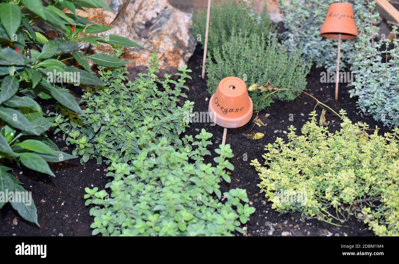 Oregano and Marjoram Stock Photo Alamy