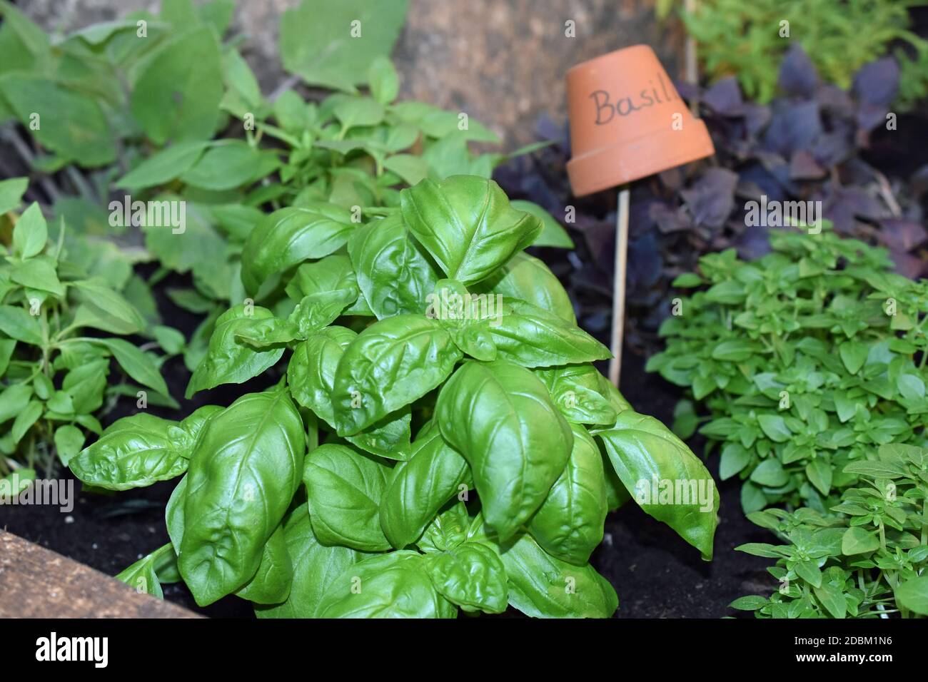 Basil Stock Photo