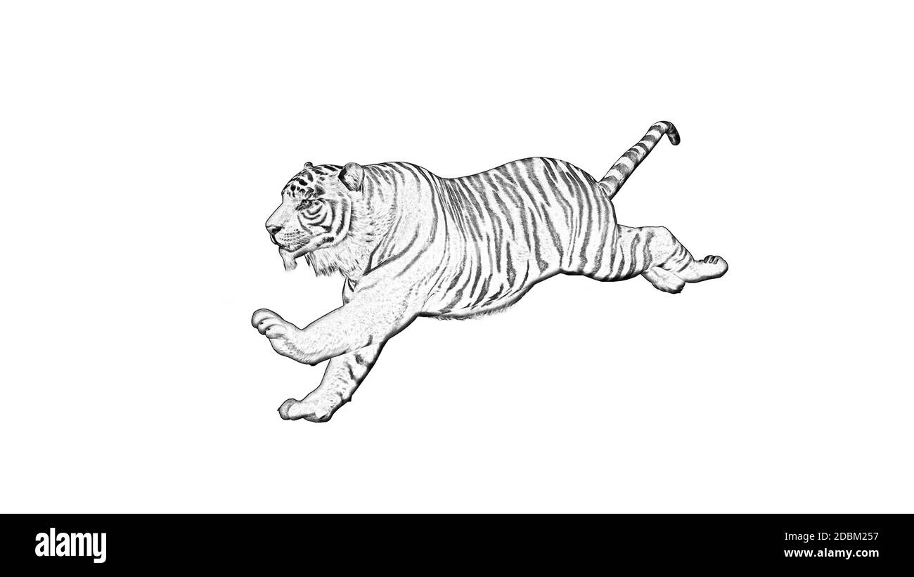 Black tiger Tiger Drawing Art Sketch tiger white mammal pencil png   PNGWing