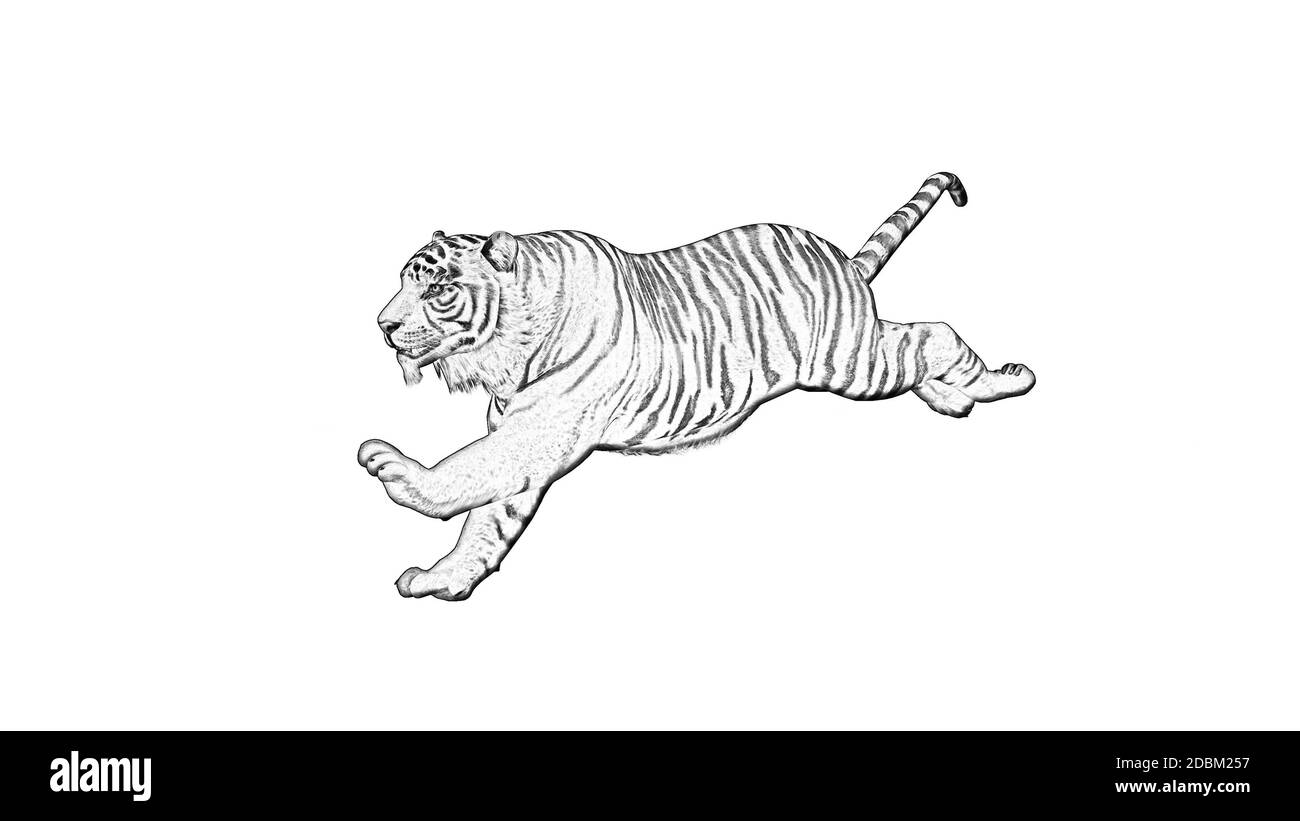 pencil drawings of tigers