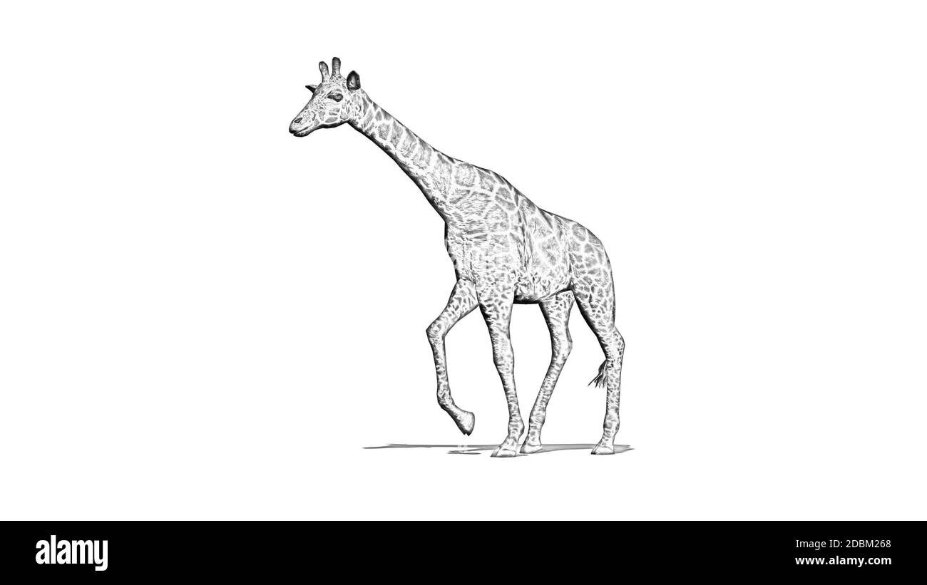 Pencil drawing - Giraffe goes with shadow on the floor - isolated on white background Stock Photo